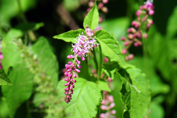 Rivina humilis, Rougeplant